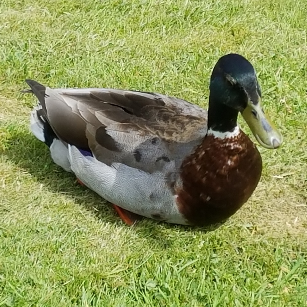 Meet your Posher, Adrienne